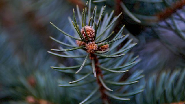 pine tree image for christmas house buying